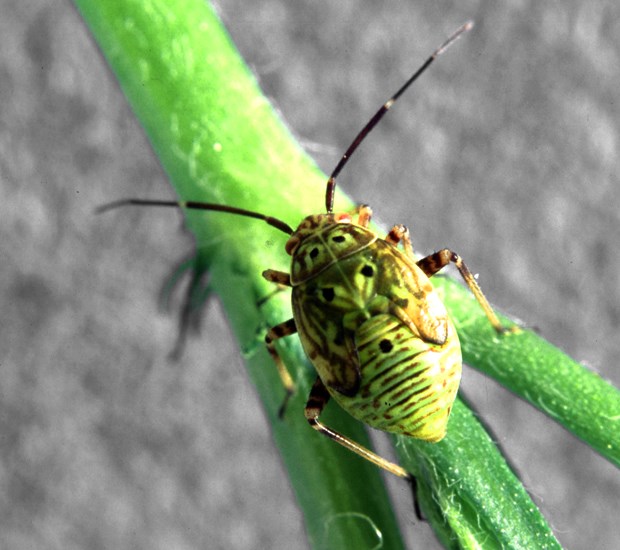 Nymph Lygus lineolaris (tarnished plant bug); nymph, ca.6mm in length. USA.