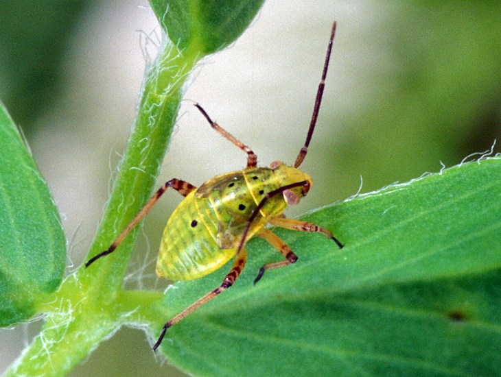 Nymph Lygus lineolaris (tarnished plant bug); nymph, ca.6mm in length - a serious pest of alfalfa being grown for seed. USA.