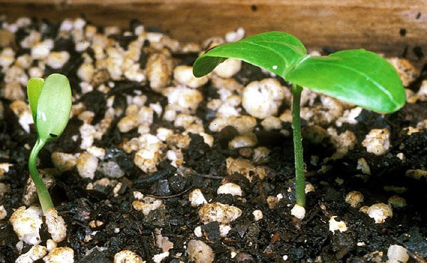 Seedlings C. orbiculatus seedlings showing first leaves (cotyledons).