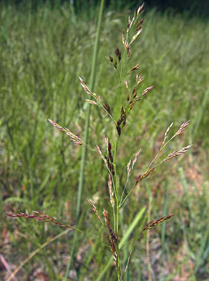 Habit Agrostis capillaris (common bent); habit. June, 2006.