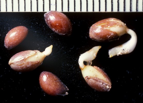 Germinating seeds Seeds of C. orbiculatus germinating (scale bar mm).