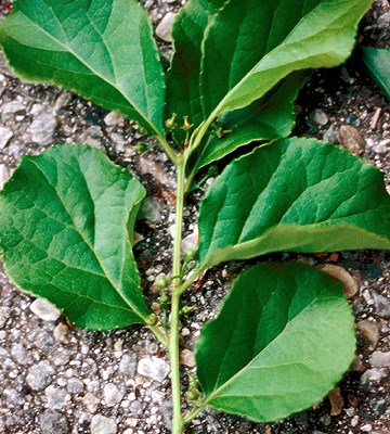 Foliage Female C. orbiculatus foliage and immature fruit.
