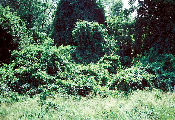 Infestation C. orbiculatus infestation, summer.