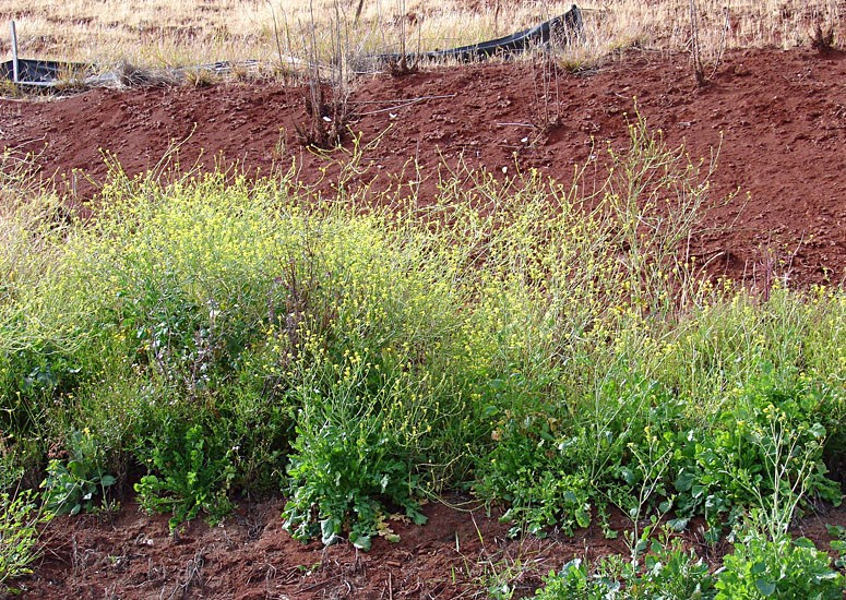 Habit Brassica nigra (black mustard, makeke); flowering habit. Aapuea Pkwy, Kulamalu Kula, Maui, Hawaii, USA. April, 2009.