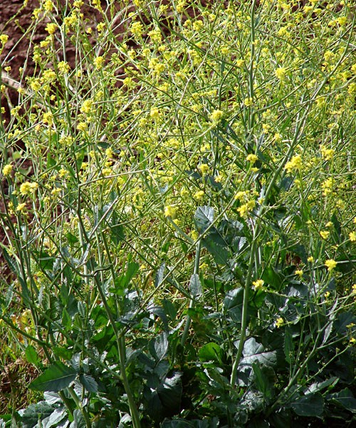 Habit Brassica nigra (black mustard, makeke); flowering habit. Aapuea Pkwy, Kulamalu Kula, Maui, Hawaii, USA. April, 2009.