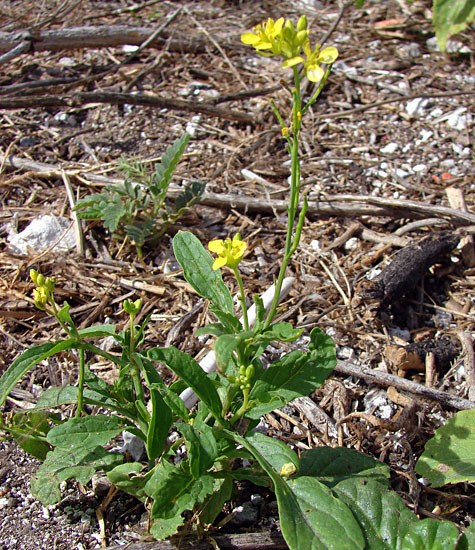 Habit Brassica nigra (black mustard, makeke); small plant, flowering. Eastern Island, Midway Atoll, Hawaii, USA. June, 2008.