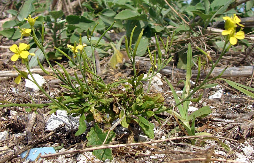 Habit Brassica nigra (black mustard, makeke); small plant, flowering. Eastern Island, Midway Atoll, Hawaii, USA. June, 2008.