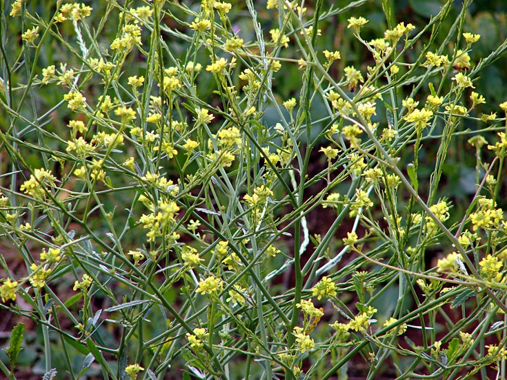 Flowers Brassica nigra (black mustard, makeke); flowers. Pukalani, Maui, Hawaii, USA. March, 2007.