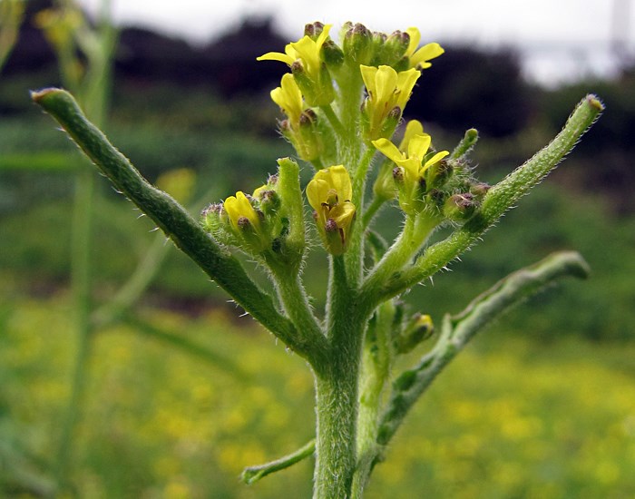 Flowers Brassica nigra (black mustard, makeke); close view of flowers. Kula, Maui, Hawaii, USA. March, 2011.