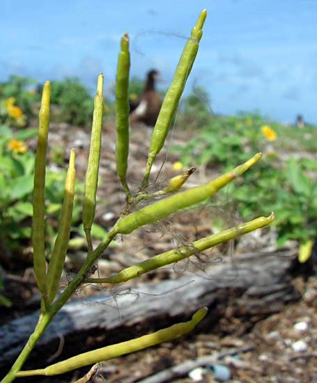 Seedheads Brassica nigra (black mustard, makeke); seedheads. Eastern Island, Midway Atoll, Hawaii, USA. June, 2008.