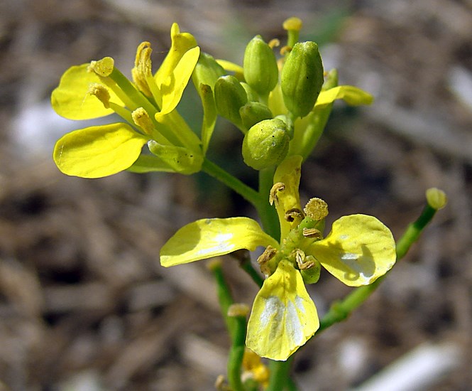 Flowers Brassica nigra (black mustard, makeke); close-up of flowers. Eastern Island, Midway Atoll, Hawaii, USA. June, 2008.