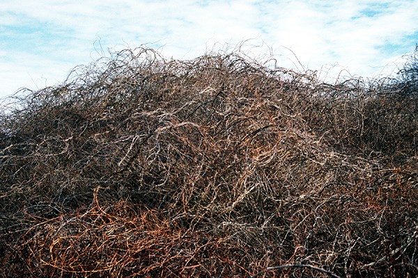 Thicket C. orbiculatus thicket, winter.