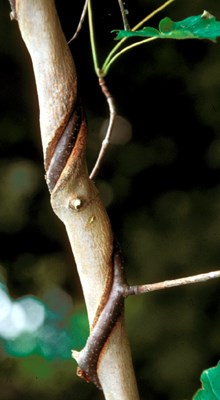 Habit C. orbiculatus vine damaging Acer sp. sapling.