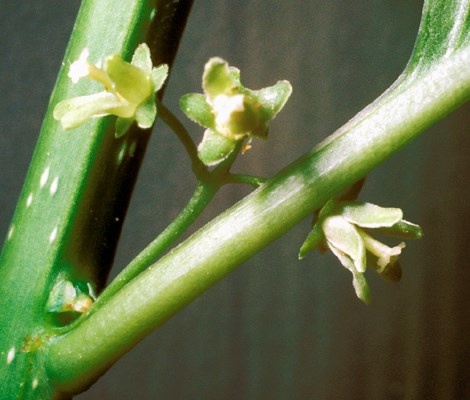 Flowers C. orbiculatus female flowers.