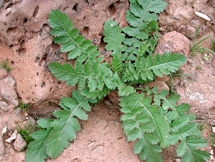 Basal rosette Brassica tournefortii (African mustard); habit, showing basal rosette. Under favourable conditions, the rosette can reach 100cm in diameter. Hedgepeth Hills, Maricopa County, Arizona, USA. February, 2008.