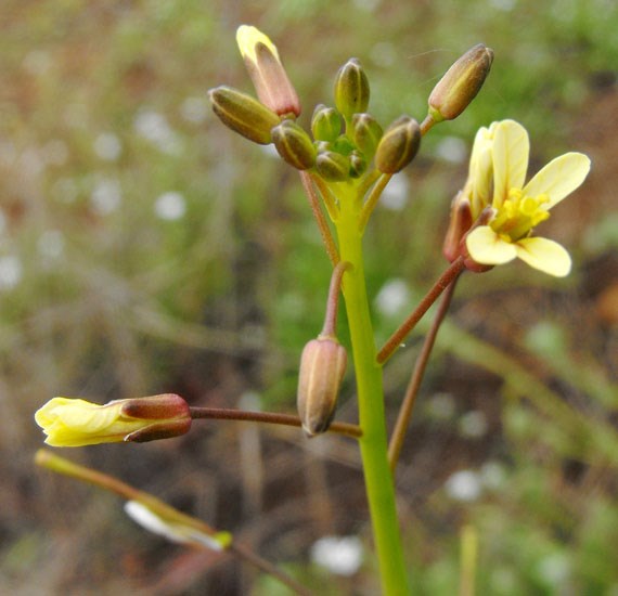 Flowers Brassica tournefortii (African mustard); flowering habit. Carmel Mountain Preserve, northern San Diego, California, USA. March, 2009.