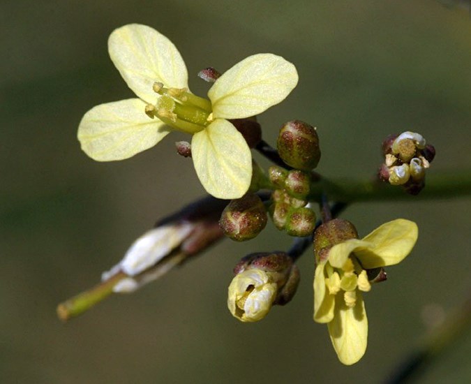 Flowers Brassica tournefortii (African mustard); flowers. USA.