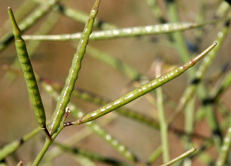 Seedpods Brassica tournefortii (African mustard); seedpods. USA.
