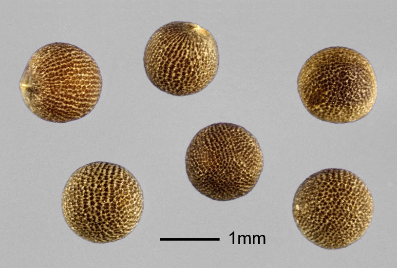 Seeds Brassica tournefortii (African mustard); seeds. Note scale. USA.