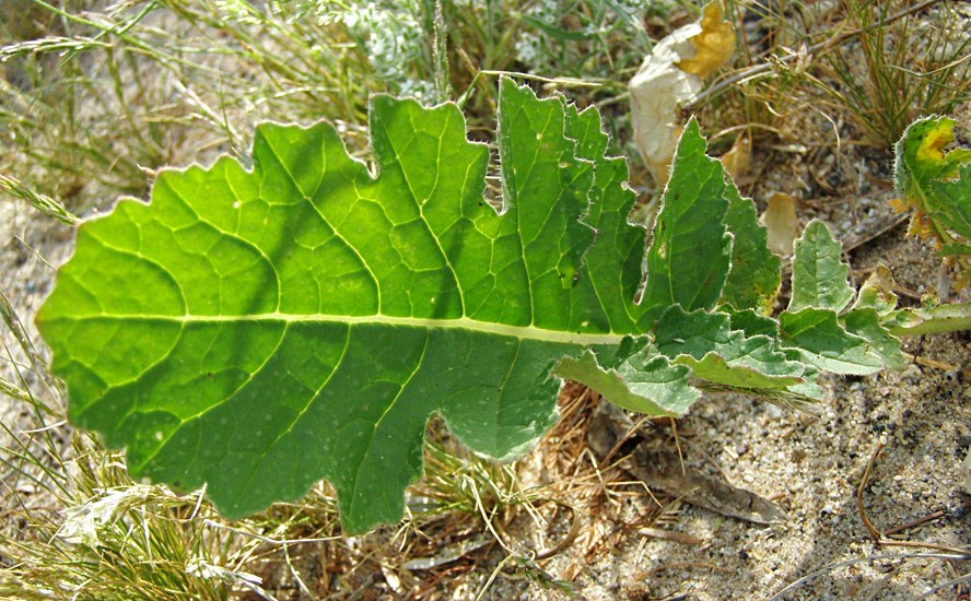 Leaf Brassica tournefortii (African mustard); close view of leaf. Big Bend of the Colorado State Recreation Area, Nevada, USA.