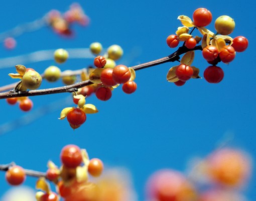 Fruits C. orbiculatus fruits.