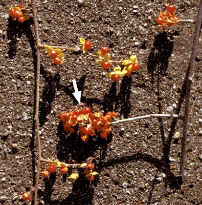 Species comparison Comparison of C. scandens and C. orbiculatus in fruit. C. scandens fruit clusters terminate stems (arrowed). C. orbiculatus has few-fruited, axillary clusters.