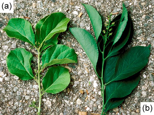 Species comparison Foliage comparison of C. orbiculatus (a) and C. scandens (b).