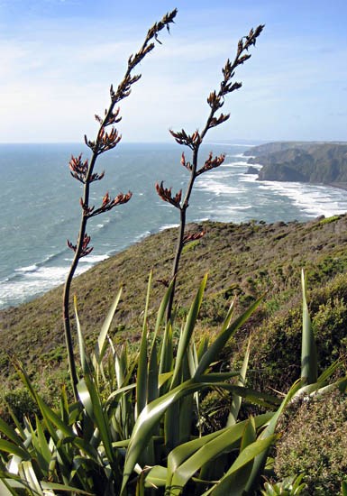 Flowering habit Phormium tenax (New Zealand flax); flowering habit, in native environment. Piha, West Auckland, New Zealand. December 2006.