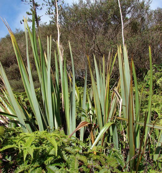 Habit Phormium tenax (New Zealand flax); habit. Munro Trail, Lanai, Hawaii, USA. April, 2007.