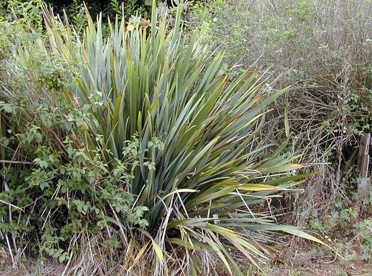 Habit Phormium tenax (New Zealand flax); habit in scrub. Kula, Maui, Hawaii, USA. July 2001.