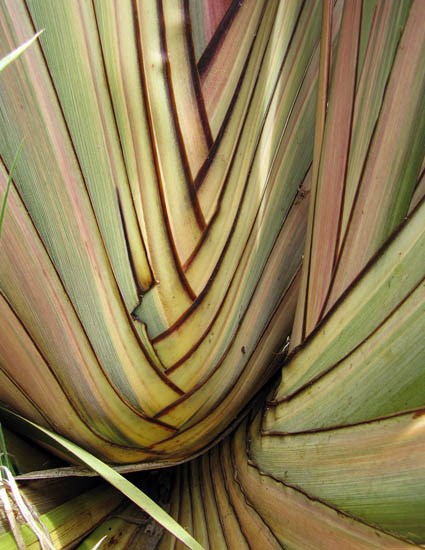 Base Phormium tenax (New Zealand flax); base. Waipoli Rd Kula, Maui, Hawaii, USA. June 2010.