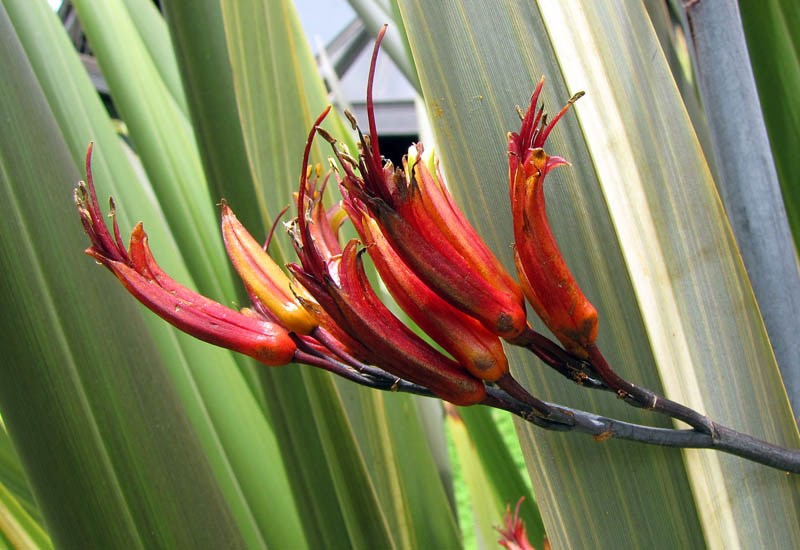 Flowers Phormium tenax (New Zealand flax); flowers. Waipoli Rd Kula, Maui, Hawaii, USA. June 2010.