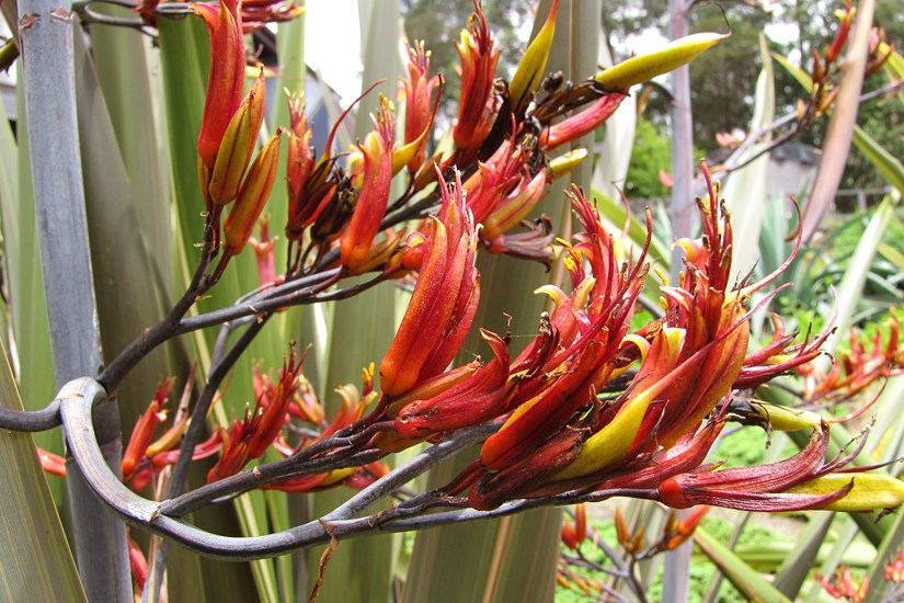 Flower spike Phormium tenax (New Zealand flax); section of flower spike. Waipoli Rd Kula, Maui, Hawaii, USA. June 2010.