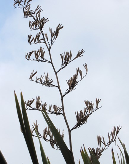 Fruit spike Phormium tenax (New Zealand flax); fruit spike. Olinda, Maui, Hawaii, USA. May 2010.