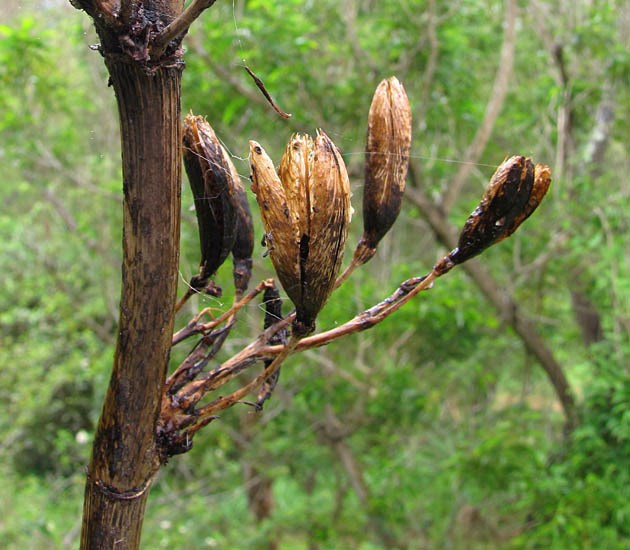 Seed capsules Phormium tenax (New Zealand flax); seed capsules. Kula Botanical Garden, Maui, Hawaii, USA. March 2011.
