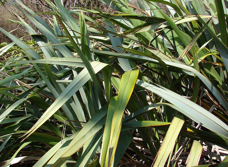 Leaves Phormium tenax (New Zealand flax); habit, showing leaves. Munro Trail, Lanai, Hawaii, USA. April, 2007.