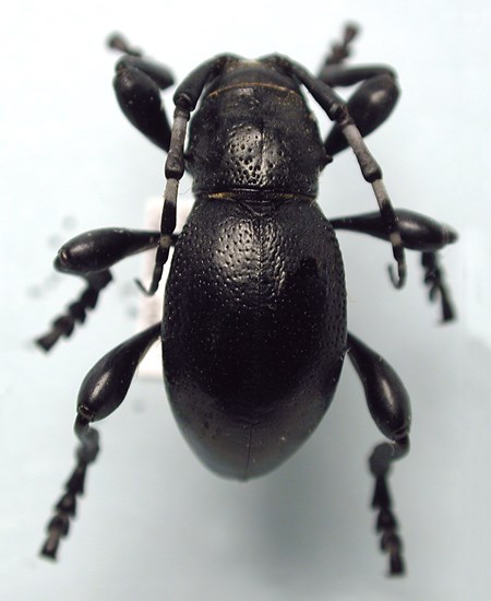 Adult Moneilema semipunctatum (cactus borer beetle); adult. Museum set specimen. Bautista Canyon, Riverside County, California, USA.