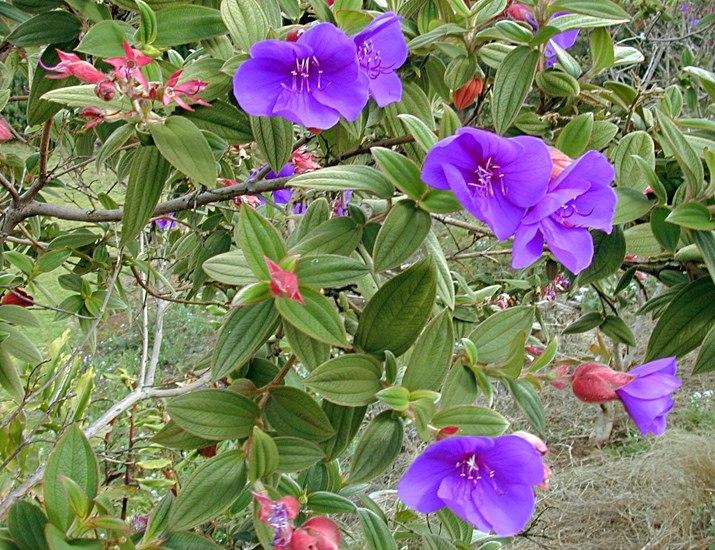 Habit Tibouchina urvilleana (princessflower or glory bush); habit, with flowers and foliage. Kula, Maui, Hawaii, USA. April 2001.