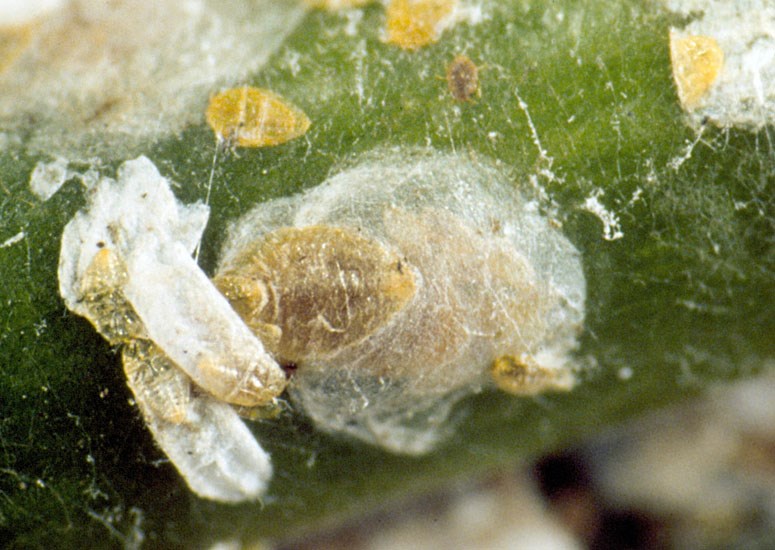 Adults Aulacaspis yasumatsui (cycad aulacaspis scale); adults. Females (large scales) and males (elongate). Florida, USA.