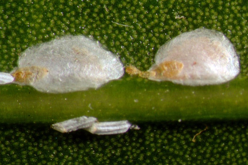 Adults Aulacaspis yasumatsui (cycad aulacaspis scale); adults. Females (large scales) and males (elongate fluted scales) as seen on cycad host plants. Florida, USA.