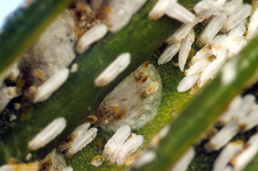 Infestation Aulacaspis yasumatsui (cycad aulacaspis scale); infestation. Florida, USA.