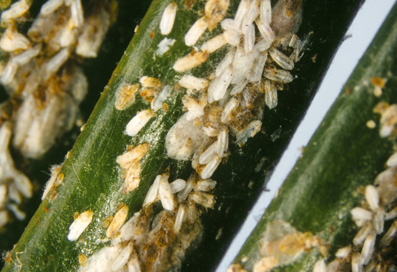 Infestation Aulacaspis yasumatsui (cycad aulacaspis scale); infestation. Florida, USA.