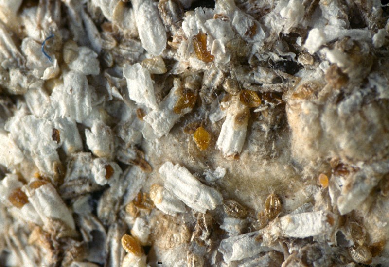 Infestation Aulacaspis yasumatsui (cycad aulacaspis scale); infestation. Florida, USA.