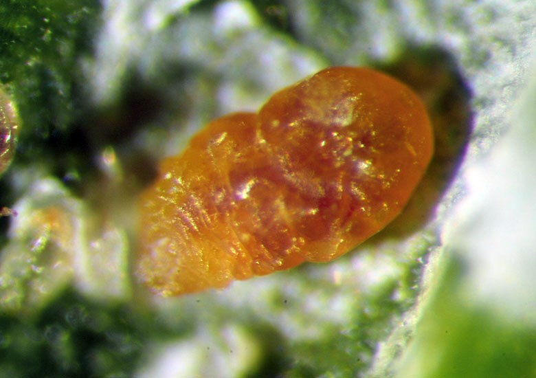 Female Aulacaspis yasumatsui (cycad aulacaspis scale); female with large scale removed. The orange color of the eggs,and also the females,helps distinguish this species from Pseudaulacapis cockerelli, which is somewhat similar, infests cycads and other plants, but is yellow rather than orange.