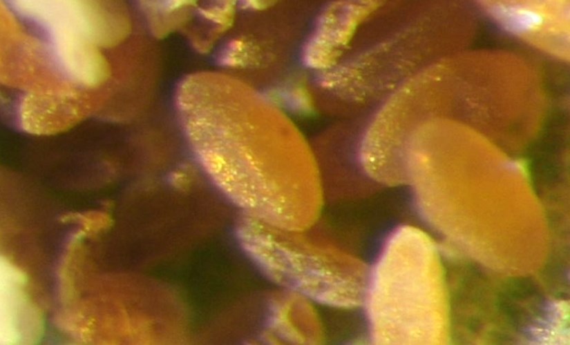 Ova Aulacaspis yasumatsui (cycad aulacaspis scale); eggs. The orange color of the eggs (and also the females), helps distinguish this species from Pseudaulacapis cockerelli, which is somewhat similar, infests cycads and other plants, but is yellow rather than orange. Florida, USA.