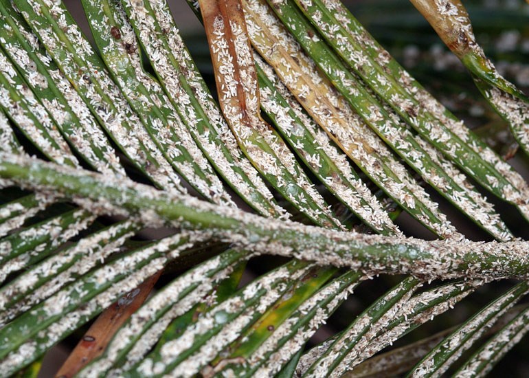 Infestation Aulacaspis yasumatsui (cycad aulacaspis scale); infestation on sago palm frond (Cycas revoluta). Florida, USA.