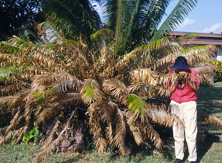 Damage symptoms Aulacaspis yasumatsui (cycad aulacaspis scale); damaged cycad. Florida, USA.