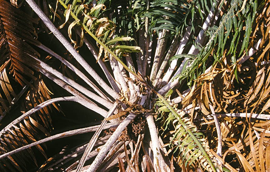 Damage symptoms Aulacaspis yasumatsui (cycad aulacaspis scale); damage symptoms. Florida, USA.