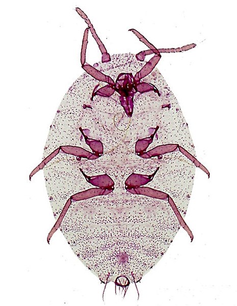 Adult Paracoccus marginatus (papaya mealybug); adult female, ventral view. Laboratory slide prep. Originally collected by D. Grant, in Mexico. 29 July 2000.