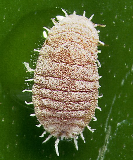 Adult Pseudococcus viburni (obscure mealybug); adult, on a Bromeliad spp. USA.
